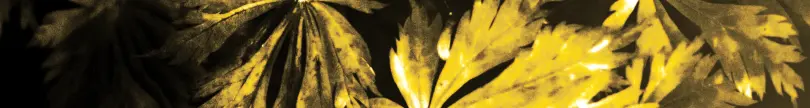 airiest Cover